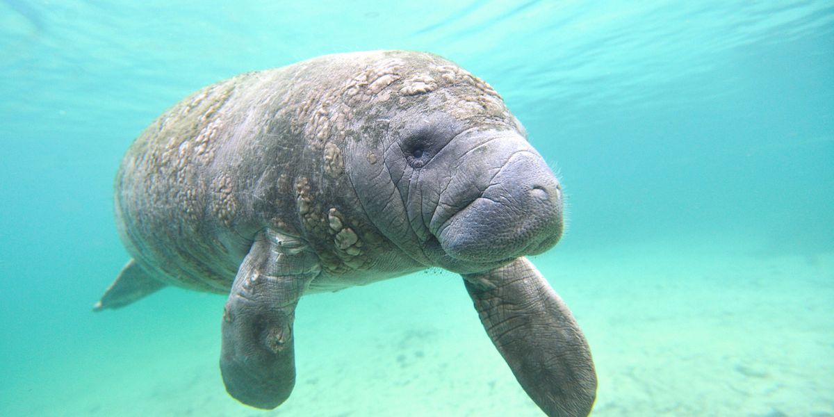 Study Identifies Boat Strikes as a Growing Cause of Manatee Deaths - Vimarsana News