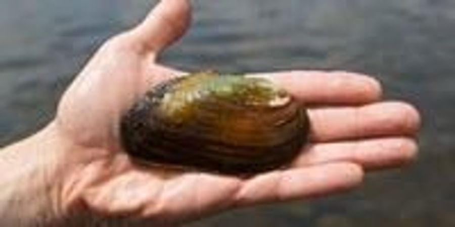 How to find freshwater mussels image