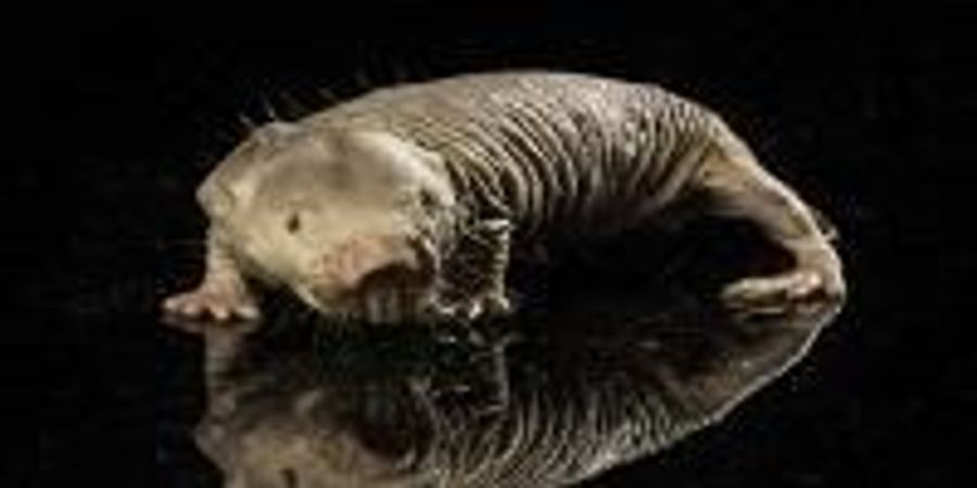 Zambian Mole Rat Life Expectancy
