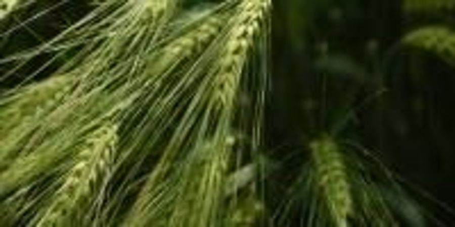 Google scholar picture