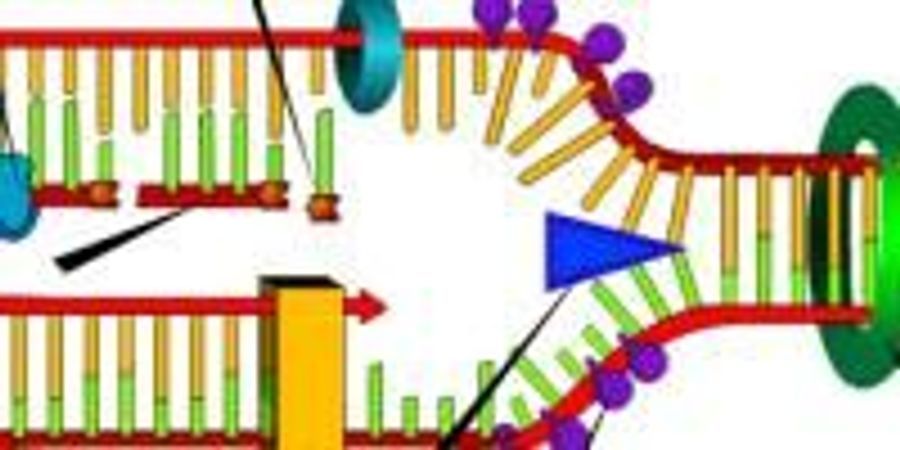 New Study Reveals the Structure of DNA Helicase at the